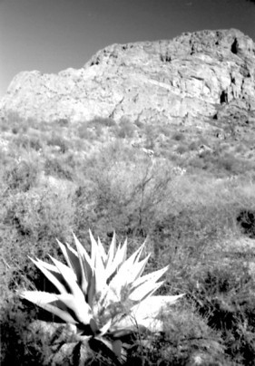 Agave2