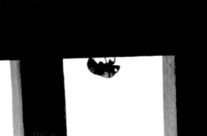 Bug2