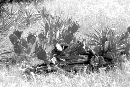 Cactus_Tree