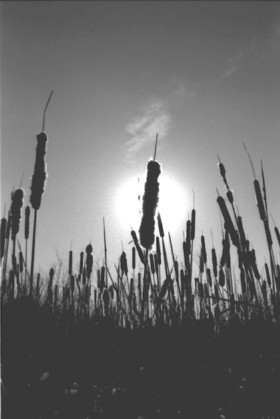 Cattails1