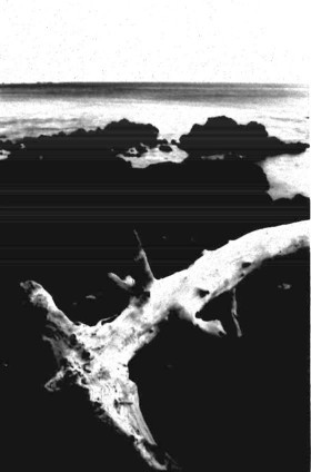 Driftwood