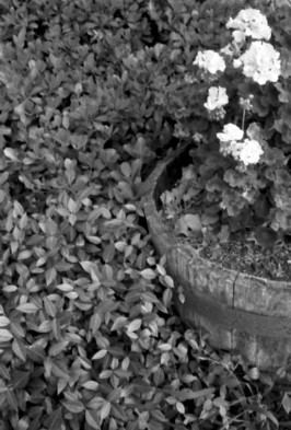 Geraniums