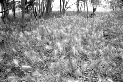 Grass