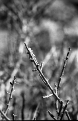 Grasshopper