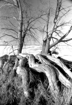 Lake_Pelican1