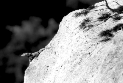 Lizard2