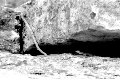 Pedernales_Lizard