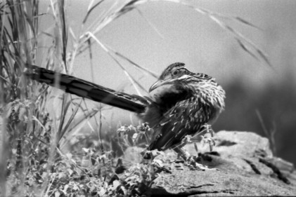 Roadrunner