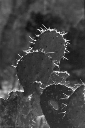Backlit_Cactus