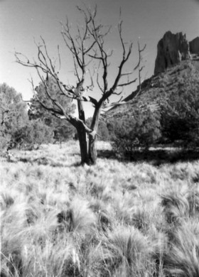 Big_Bent_Tree