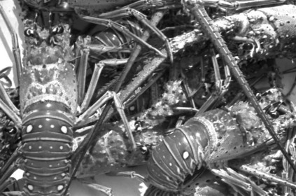 Box_of_Lobsters