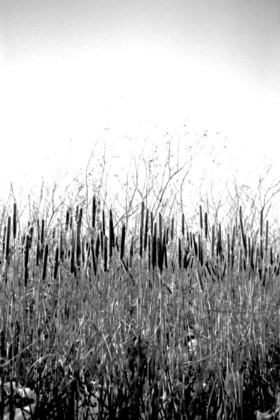 Cattails2
