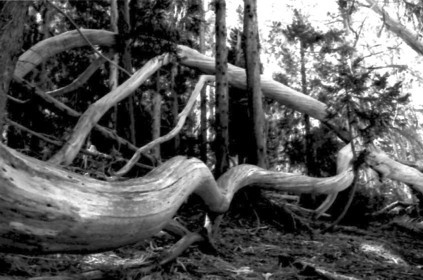 Fallen_Tree