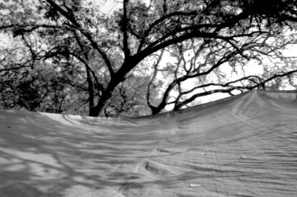 Tarp