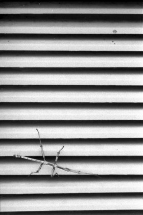 Walking_Stick